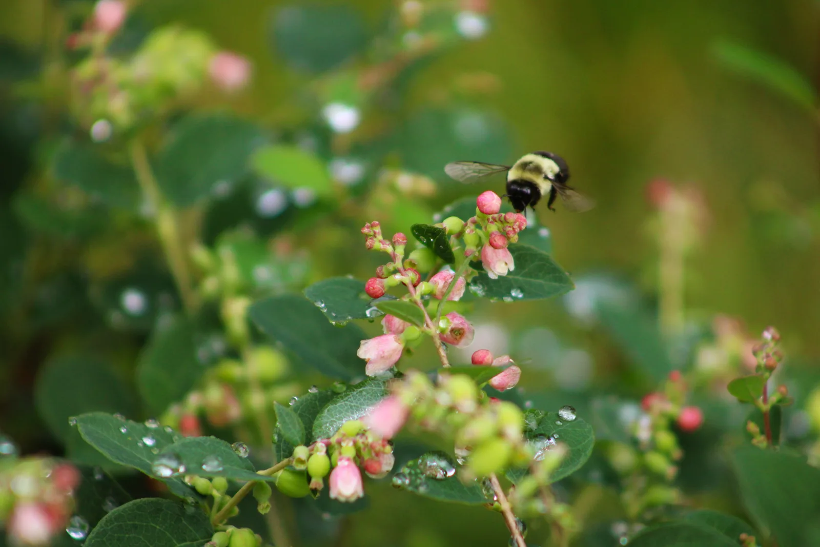 Garden insects and birds photography collection