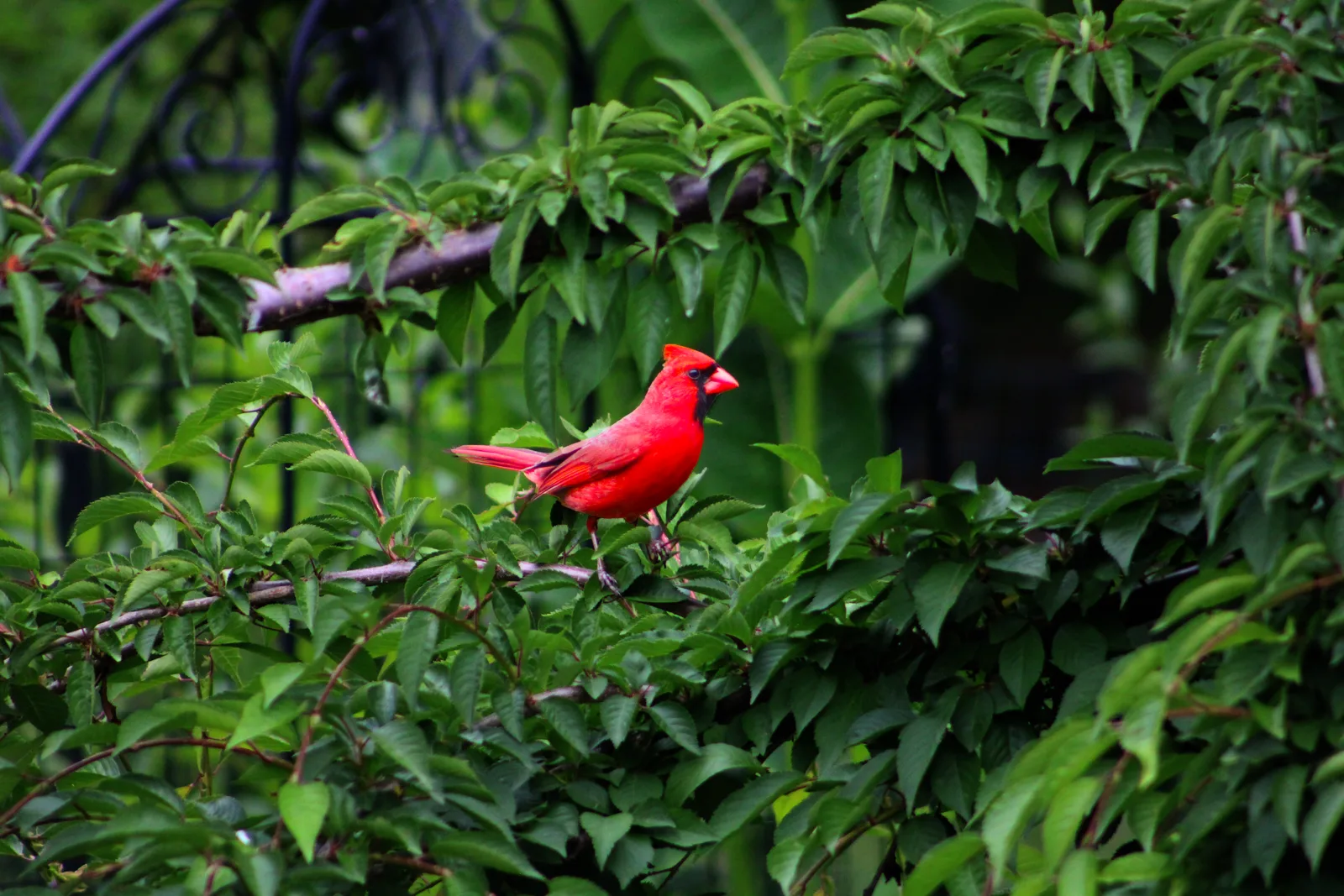Cardinal bird photography