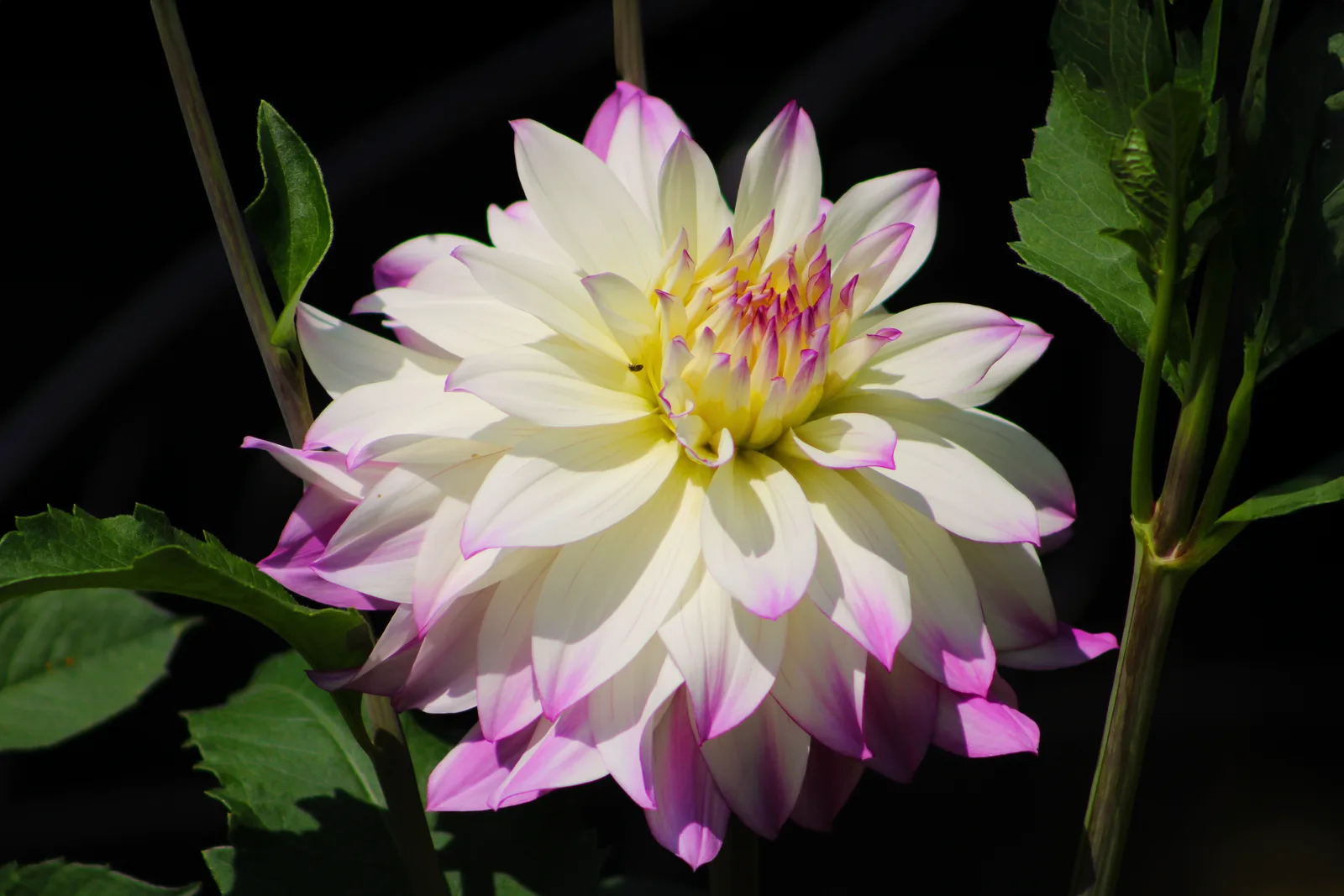 Wildflower photography collection