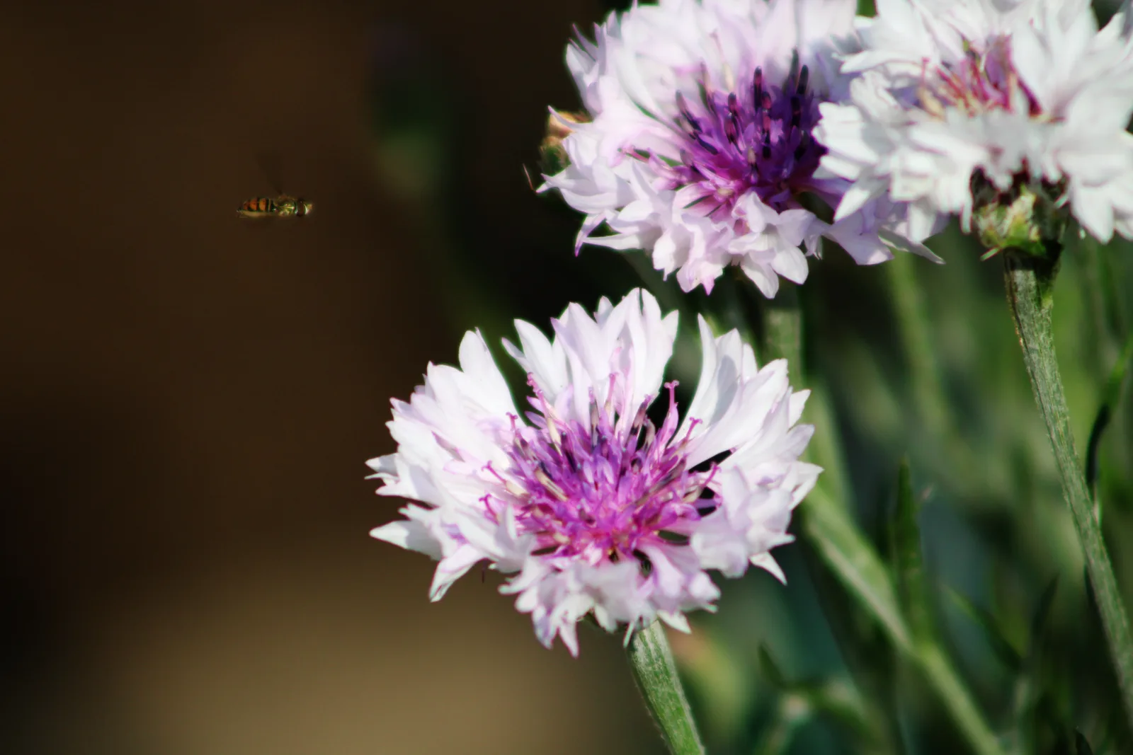 Honeybee macro photography