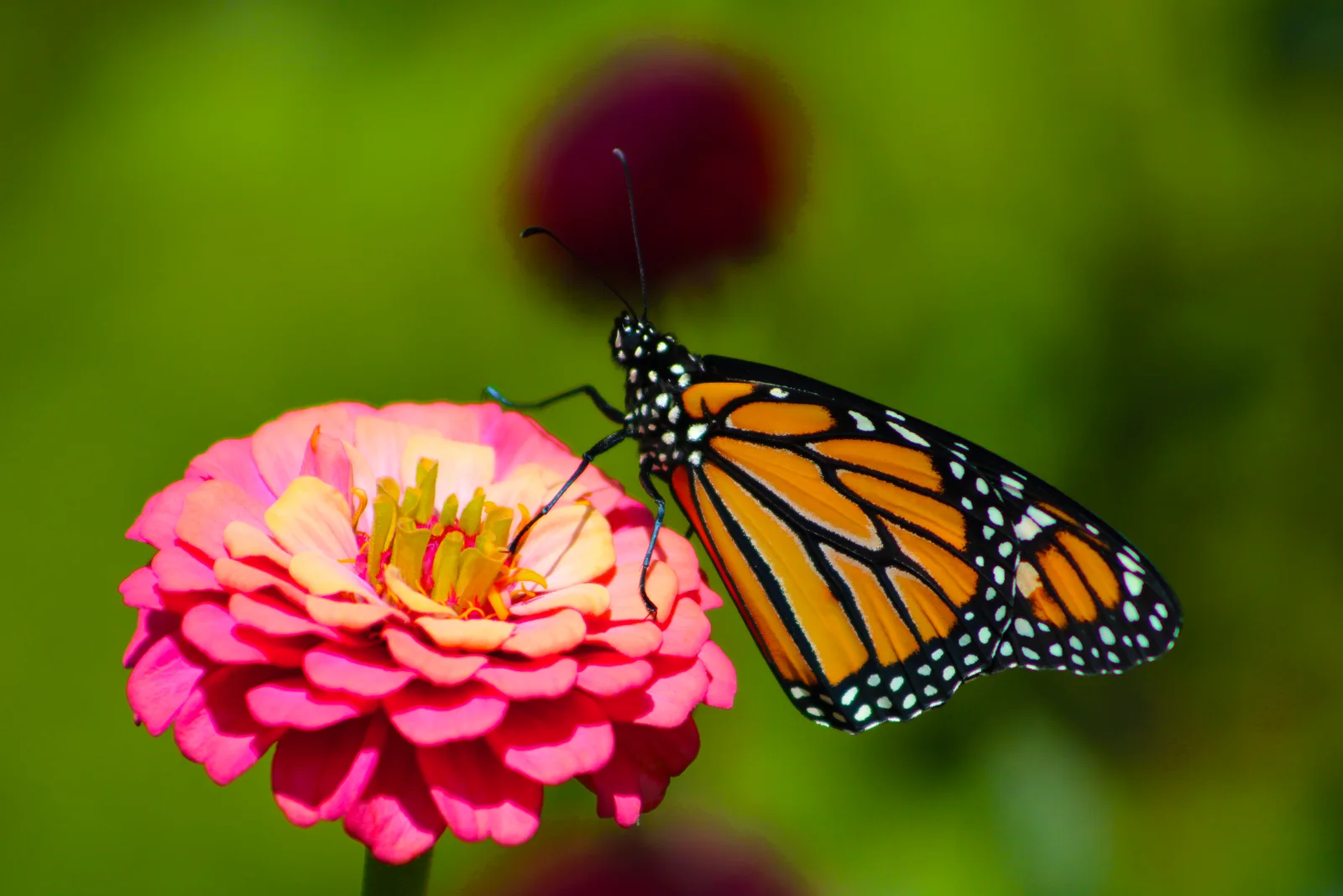 Monarch butterfly on zinnia