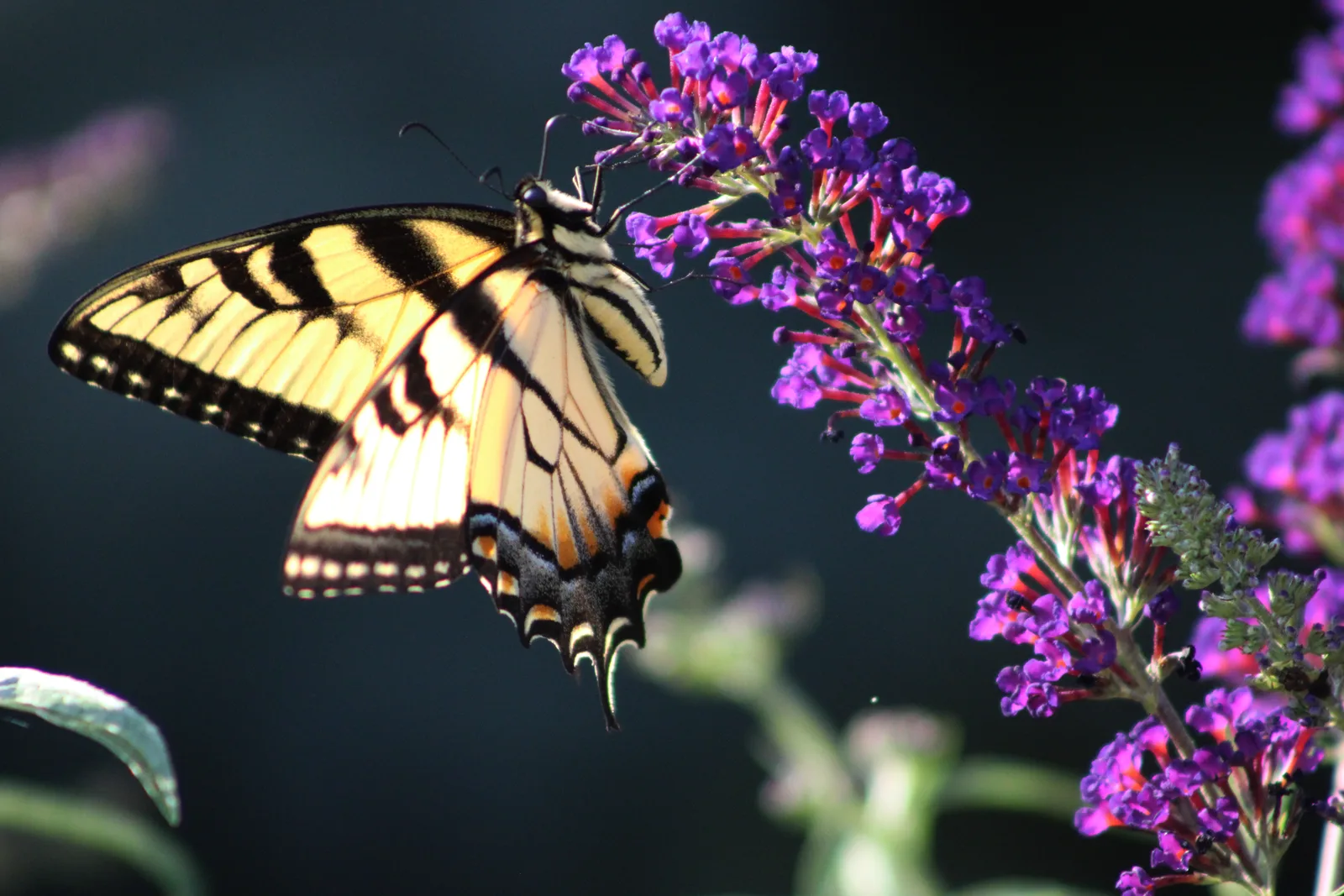 Butterfly and moth photography collection
